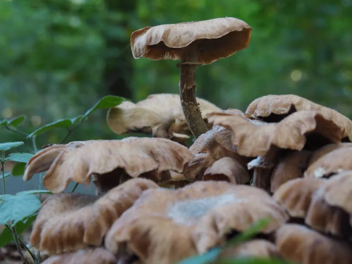 Vagevuurbos an Lippensgoed-Bulskampveld (Belgium)